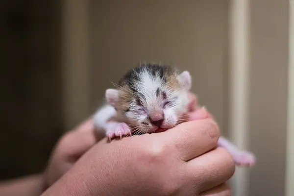 新小猫的第一周：逐日生存指南