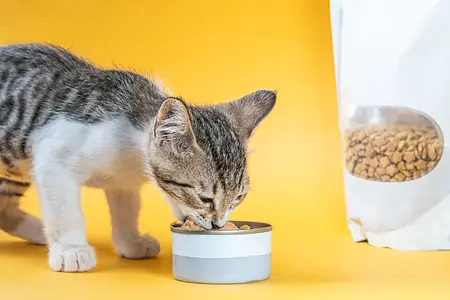 The Complete Guide to Creating the Perfect Feeding Schedule for Your Feline Friend