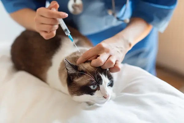 The Complete Cat Vaccination Schedule: A Loving Owner's Guide to Keeping Your Feline Friend Healthy