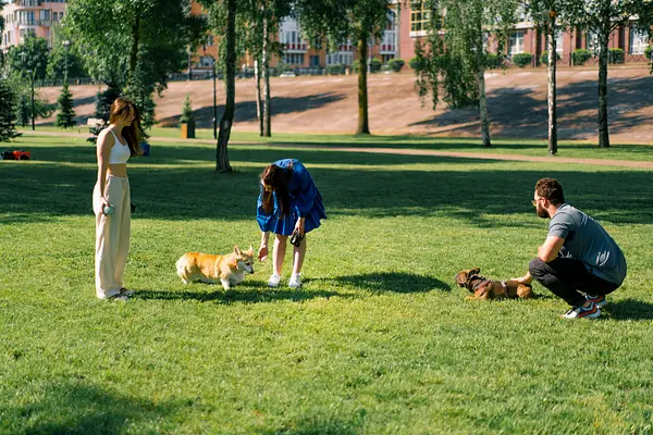 Socialisatie tijdens de kritieke periode van een puppy: het belang van socialisatie en hoe u uw puppy veilig kunt blootstellen aan nieuwe ervaringen
